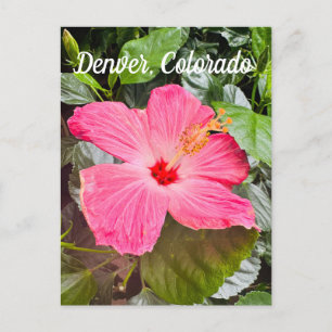 Carte Postale Joli Hibiscus rose, Denver Colordo