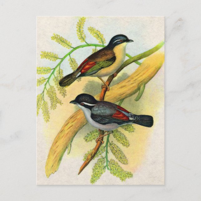 Carte Postale joli imprimé d'oiseaux (Devant)
