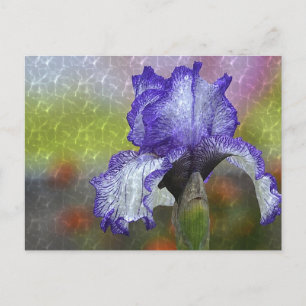 Carte Postale Joli Iris Violet