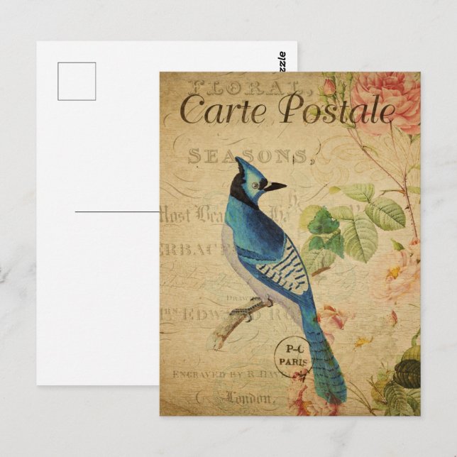 Carte Postale Joli Jay bleu Vintage (Devant / Derrière)
