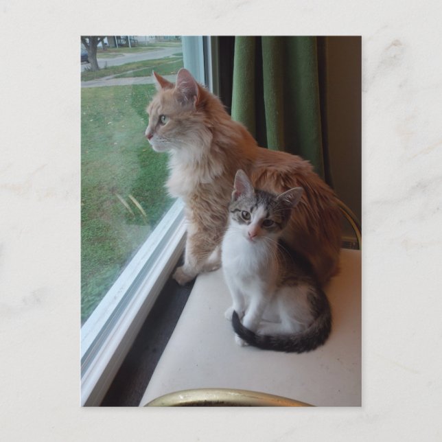 Carte Postale Joli jour dans la fenêtre (Devant)