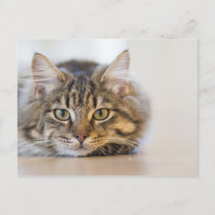 Carte Postale Joli Kitty Vous regarde