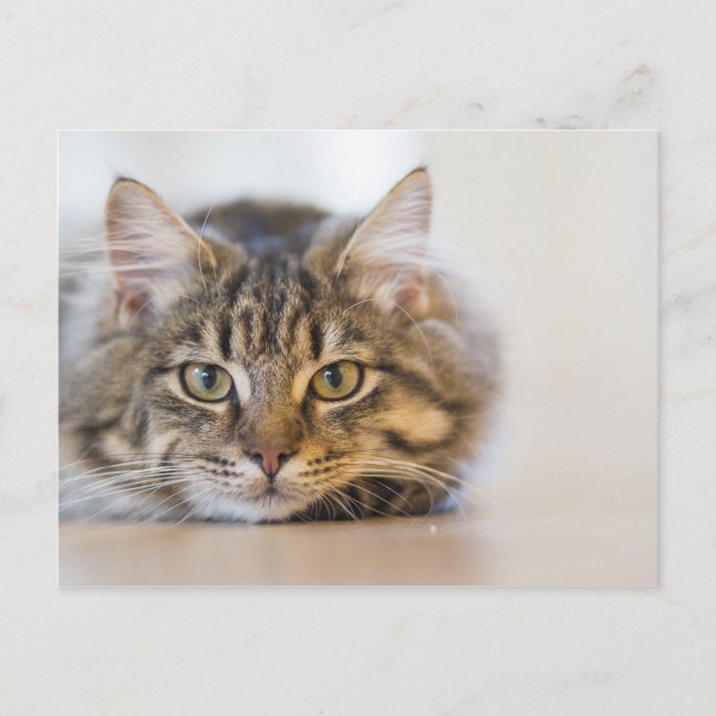 Carte Postale Joli Kitty Vous regarde (Devant)