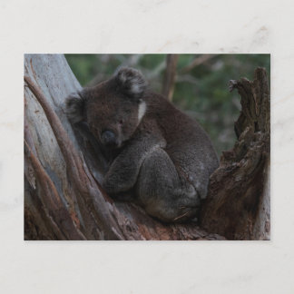 Carte Postale Joli koala dormant dans un arbre Australie