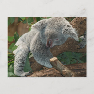 Carte Postale Joli koala endormi
