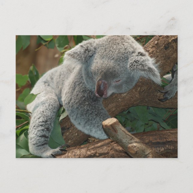 Carte Postale Joli koala endormi (Devant)