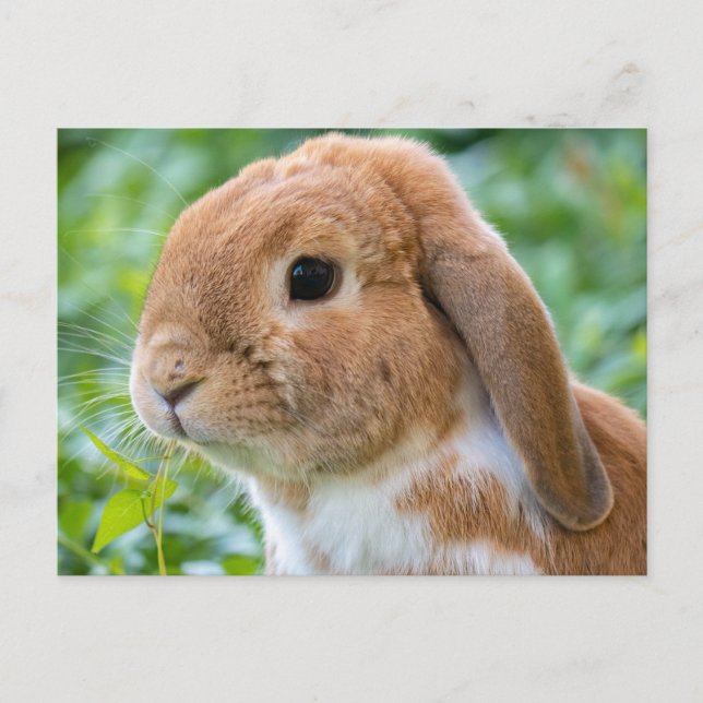 Carte Postale Joli lapin orange et blanc (Devant)