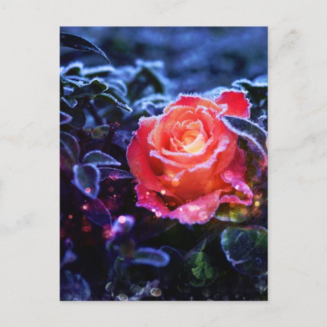 Carte Postale Joli Magic Frosted Imaginaire rose Rose Jardin (Devant)