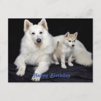 Joli message d'anniversaire Chiens