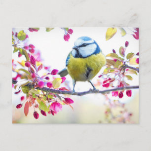 Carte Postale Joli oiseau bleu et jaune sur une branche Photogra