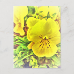 Carte Postale Joli Pansies Jaunes Fleurs Sansy Jardin Ensoleillé