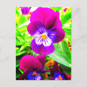Carte Postale Joli Pansies violettes Fleurs de Jardin