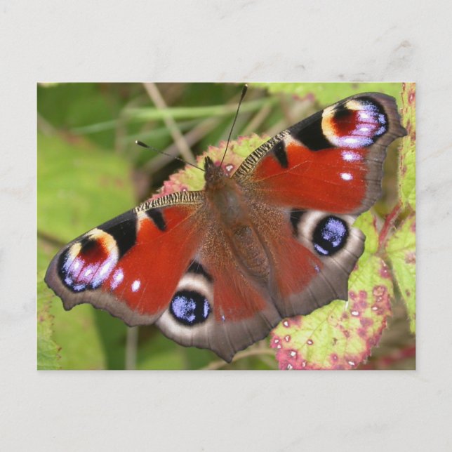 Carte Postale Joli Papillon Peacock (Devant)