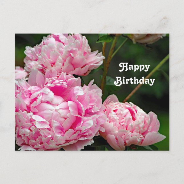 Carte Postale Joli Peonies roses Floral Photo Anniversaire (Devant)