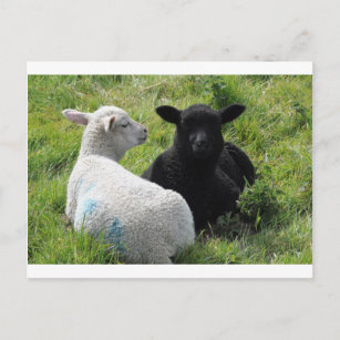Carte Postale Joli petit agneau noir et blanc