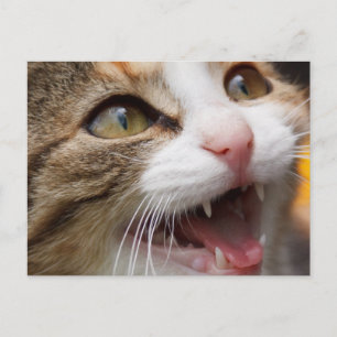 Carte Postale Joli petit chat