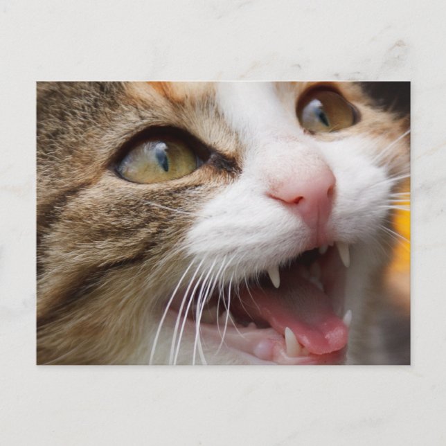 Carte Postale Joli petit chat (Devant)