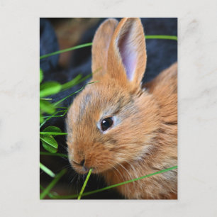 Carte Postale Joli Petit Lapin Doré