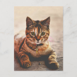 Carte Postale Joli Petit Tabby Chat Kitten Kitty Animal