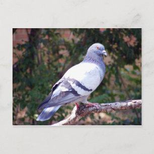 Carte Postale Joli Pigeon