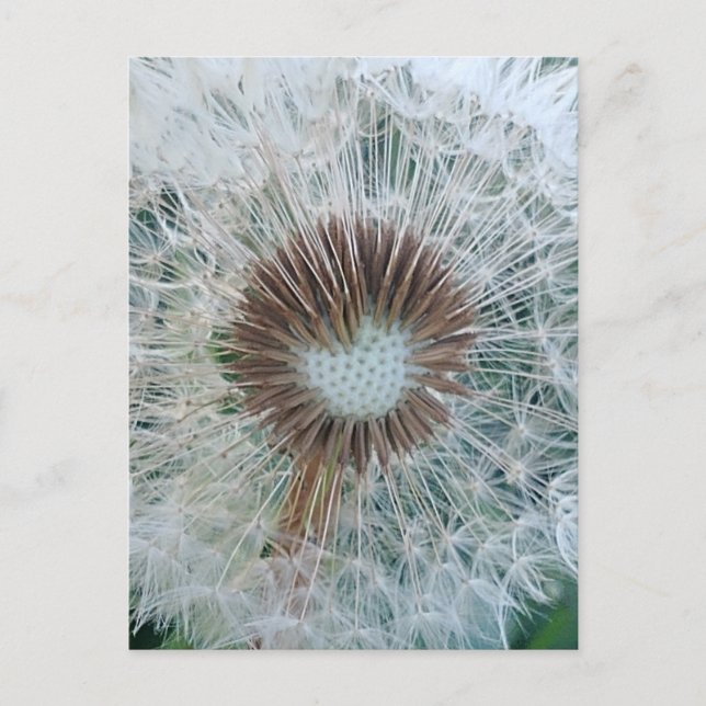 Carte Postale Joli Pissenlit Blanc (Devant)