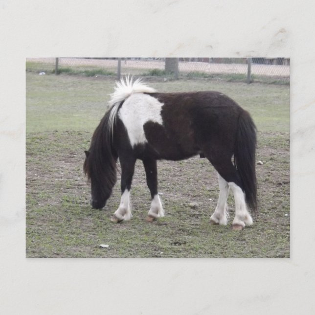 Carte Postale joli poney au parc (Devant)