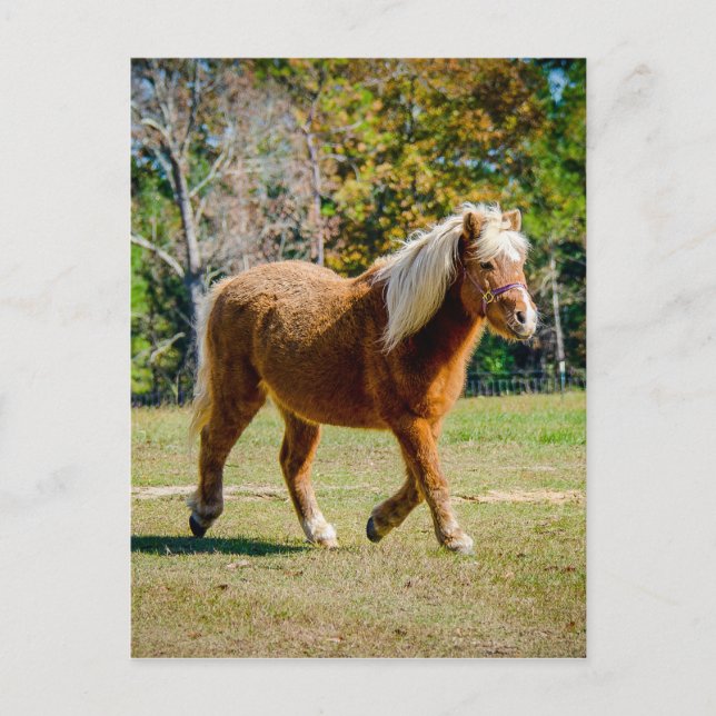 Carte Postale Joli poney de Shetland (Devant)