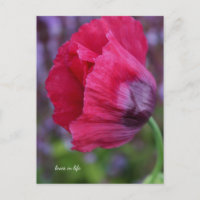 Joli Poppy rose et violet