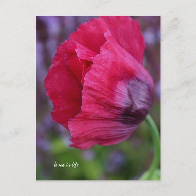 Carte Postale Joli Poppy rose et violet (Devant)