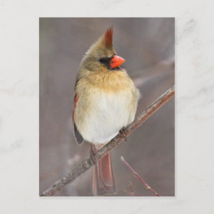 Carte Postale Joli Pose