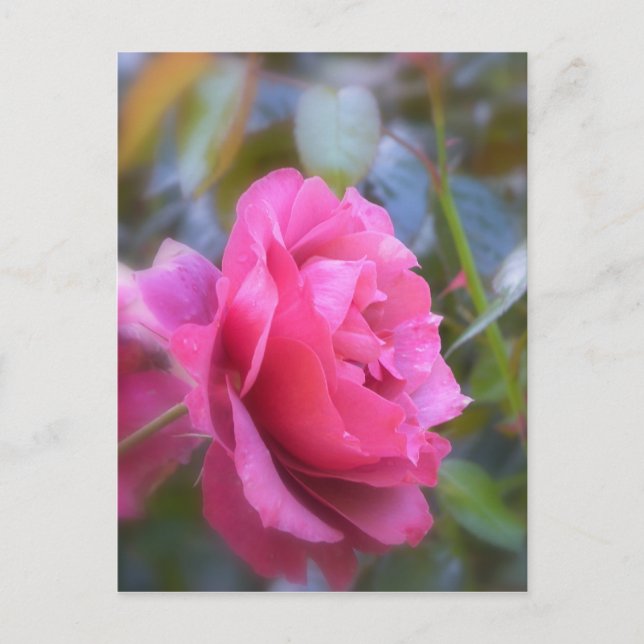 Carte Postale Joli Rose (Devant)