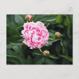Carte Postale Joli rose Peony Floral Photo