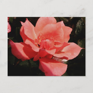 Carte Postale Joli rose rose Peach floral