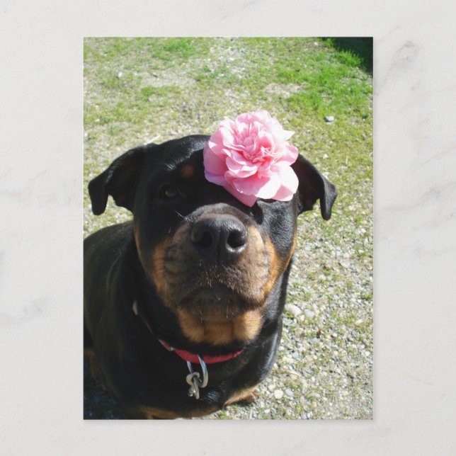 Carte Postale Joli rotonier à fleurs (Devant)