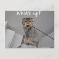 Joli scottish berceau nouilles chat bonjour drôle 