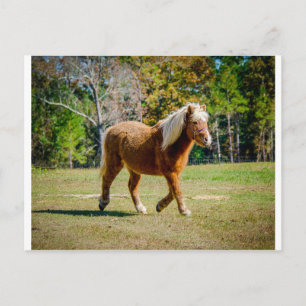 Carte Postale Joli Shetland Pony