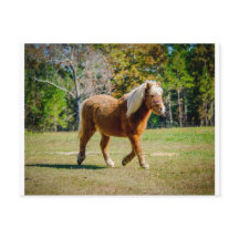 Joli Shetland Pony