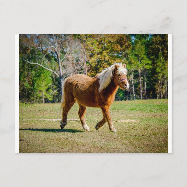 Carte Postale Joli Shetland Pony (Devant)