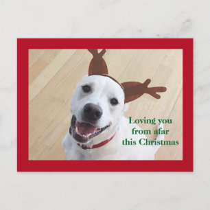 Carte Postale Joli sourire blanc renne chien rouge Noël