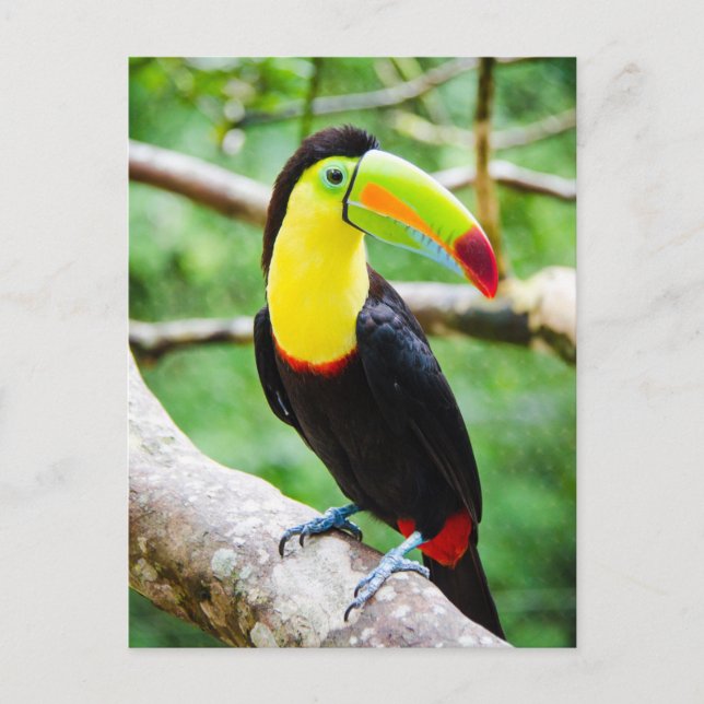 Carte Postale Joli Toucan (Devant)