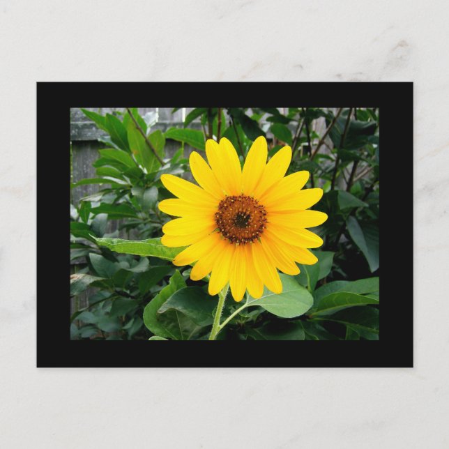 Carte Postale Joli tournesol (Devant)