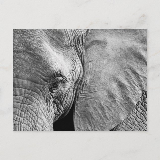 Carte Postale Joli visage d'éléphant (Devant)