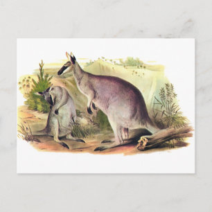 Carte Postale Joli visage Wallaby