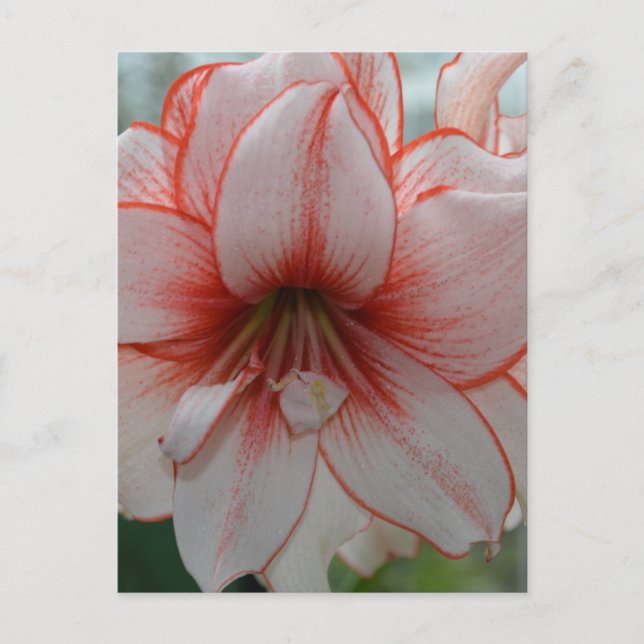 Carte Postale Jolie Amarylis (Devant)