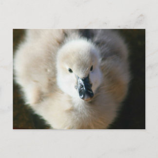 Carte Postale Jolie attaque !