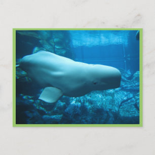 Carte Postale Jolie Baleine Beluga En Aquarium En Géorgie