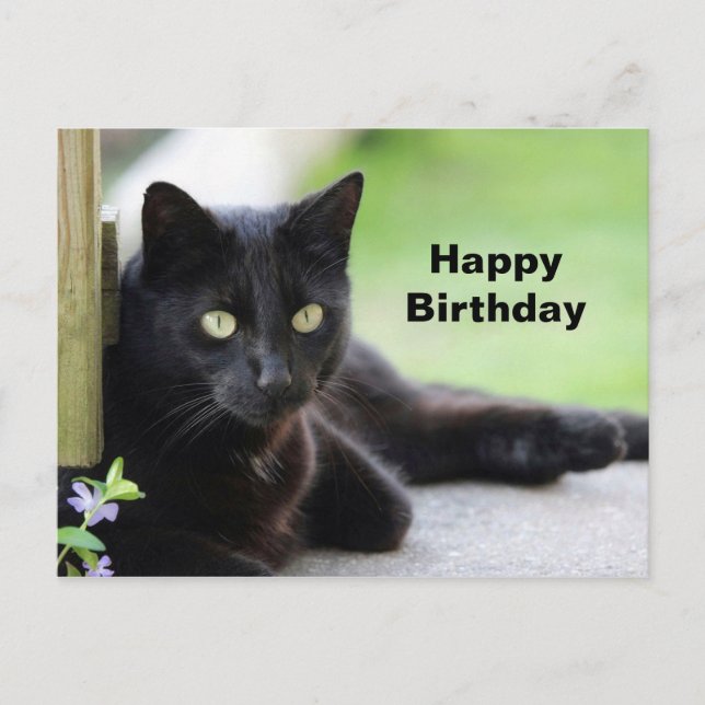 Carte Postale Jolie Black Cat Photo Anniversaire (Devant)