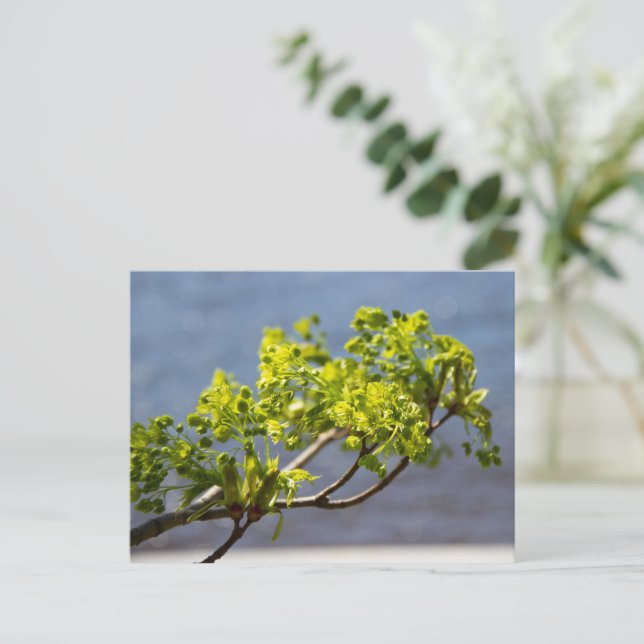 Carte Postale Jolie branche verte dans le vent (Debout devant)