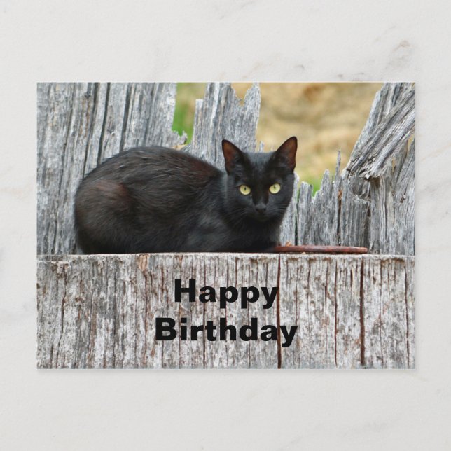 Carte Postale Jolie Chatte Noire Log Photo Anniversaire (Devant)