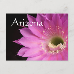 Carte Postale Jolie en rose Maria Piazza, Arizona